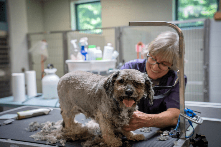 What Shots Are Required For Dog Grooming
